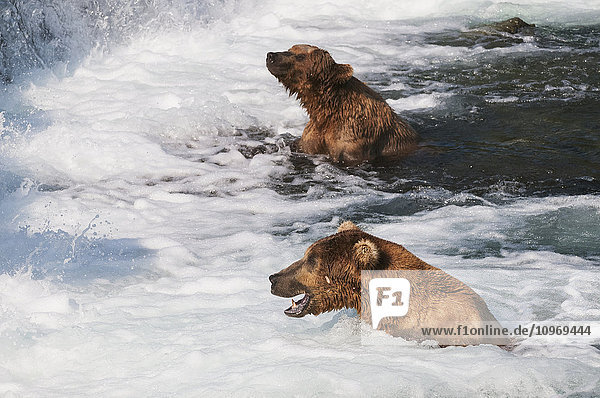 'Brown bears in the ''Jacuzzi'' at Brooks falls are trusting the confusion of this rolling water to help them catch salmon  Katmai National Park  Southwest Alaska'