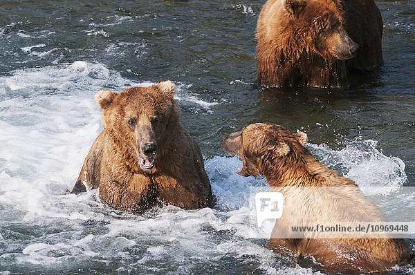 Braunbären stehen sich am Brooks-Wasserfall gegenüber  Katmai-Nationalpark  Südwest-Alaska