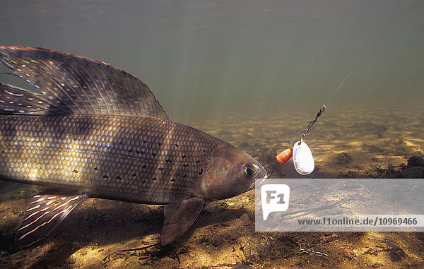 'Arctic Grayling (Thymallus arcticus) underwater with hook in mouth; United States of America'