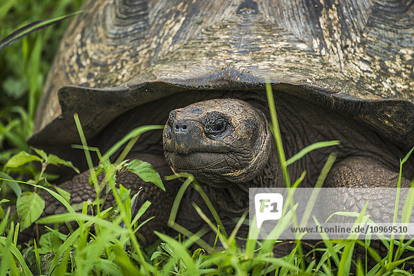 'Close up of Galapagos giant tortoise (Chelonoidis nigra) in field; Galapagos Islands  Ecuador'