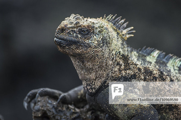 'Close up of marine iguana (Amblyrhynchus cristatus) on volcanic rock; Galapagos Islands  Ecuador'