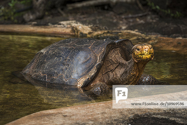 'Galapagos giant tortoise (Geochelone hoodensis) in artificial concrete pool; Galapagos Islands  Ecuador'