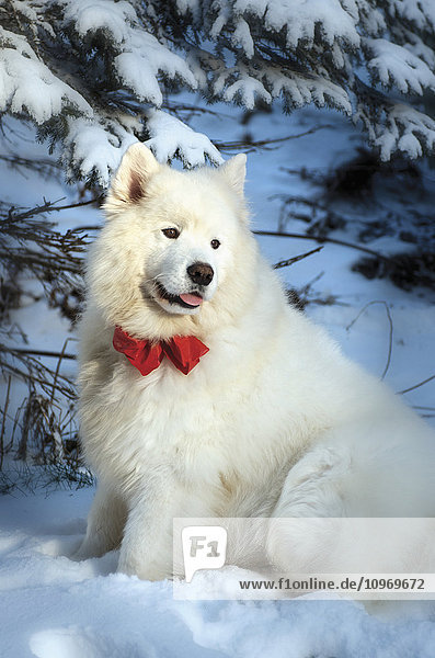 'Pedigree Samoyed dog dressed up for the holiday season with bow and santa hat after a snowfall; Homer  Alaska  United States of America'