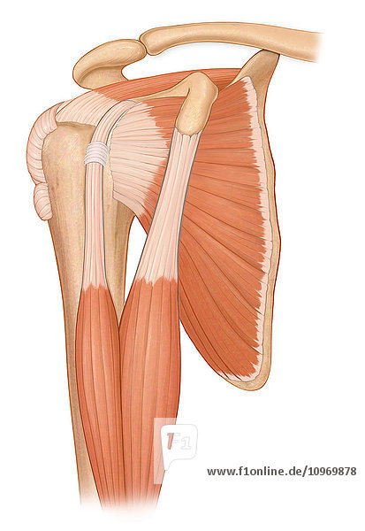 Three quarter view normal shoulder joint with biceps muscles and rotator cuff muscles