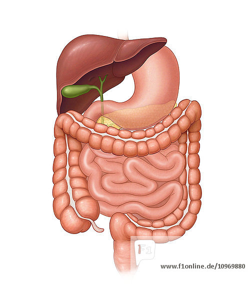 Normal abdominal organs outside the body (stomach  liver  gall bladder  large intestine  small intestine  rectum  common bile duct)