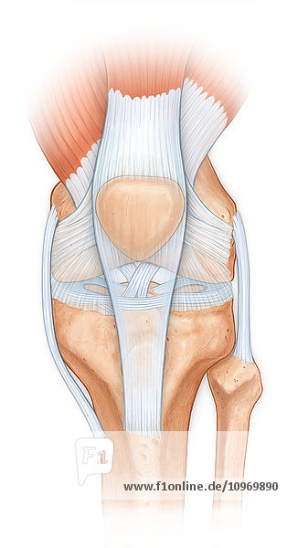 Normal anatomy of the knee joint  femur  tibia  fibula  patella with patella tendon  cruciate ligaments  meniscus  acl  mcl