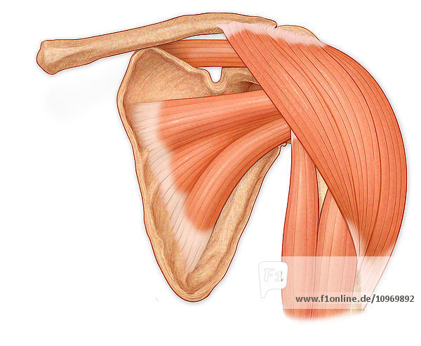 Normal anterior view of the shoulder joint  hilighting deltoid  supraspinatus  subscapularis and biceps muscles