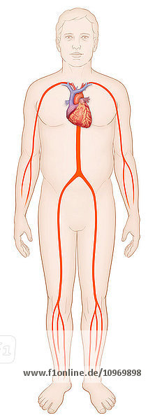 Diagram of a man with a normal arterial system and heart