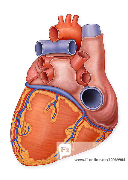 Posterior view of a normal heart and it's arteries