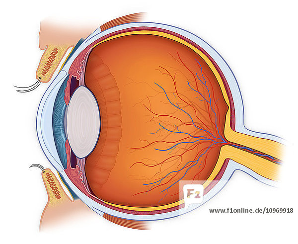 Normal anatomy of the eye in cross section
