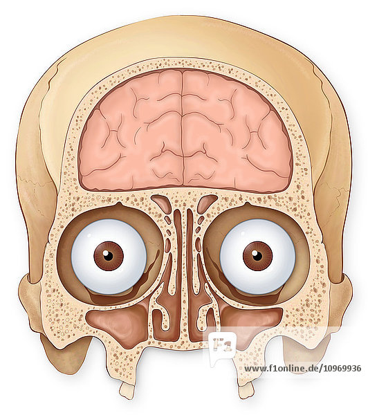 Normal coronal section of the skull and brain showing the coronal sinuses  frontal lobe of the brain  eyes and eye sockets
