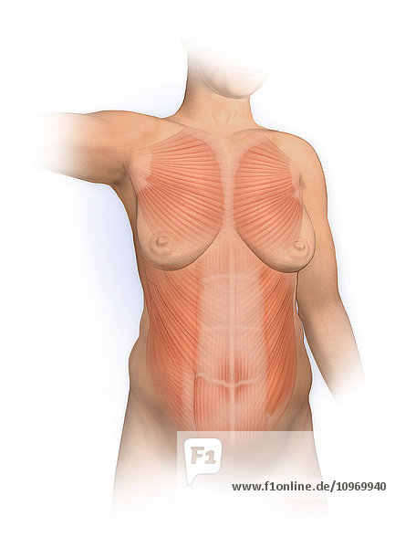 Normal Anterior view woman with pectoralis major  rectus abdominus  external oblique muscles