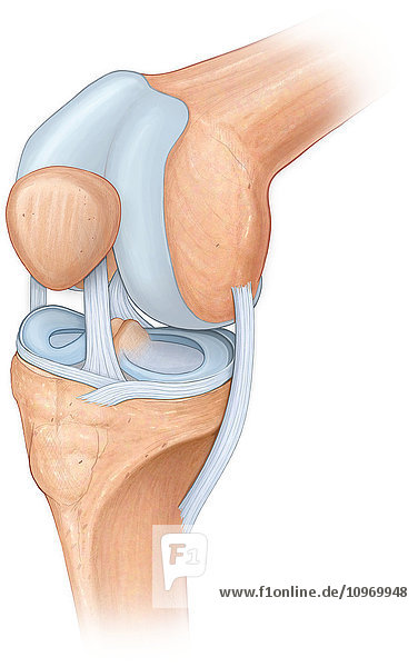 Three quarter view of the knee joint showing the meniscus  cruciate  acl and mcl ligaments