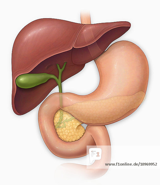 Normal anterior view of a liver  stomach  gull bladder  pancreas and common bile duct
