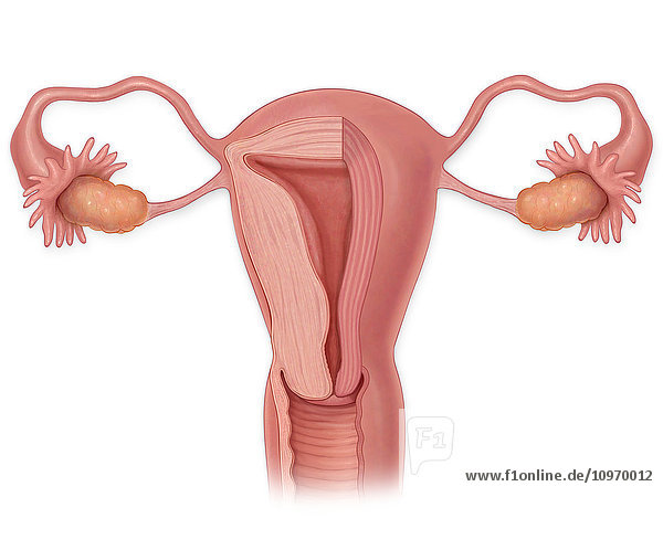 Female anterior cross sectional view of a uterus  vagina  cervix  fallopian tubes and ovaries