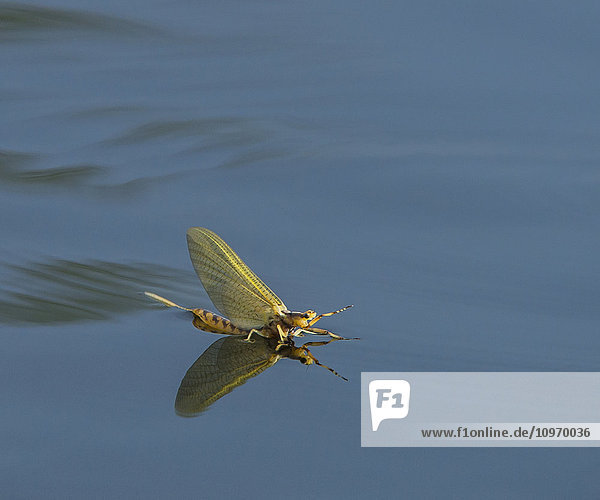 'Goldene Eintagsfliege (Hexagenia) landet auf der Wasseroberfläche; Ontario  Kanada'.