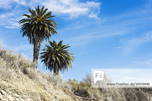 Strandklippen mit Palmen  nahe Santa Barbara; Kalifornien  Vereinigte Staaten von Amerika '