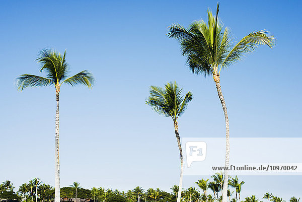 Palmen über dem Mauna Launi Golfplatz; Mauna Launi  Insel Hawaii  Hawaii  Vereinigte Staaten von Amerika'.