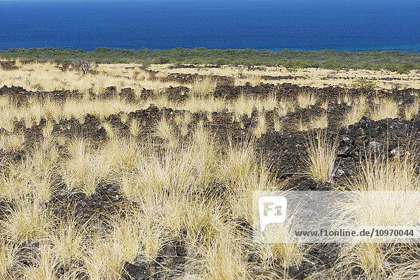 Weizenfarbene Gräser wachsen auf der dem Meer zugewandten Lava; Waikaloa  Insel Hawaii  Hawaii  Vereinigte Staaten von Amerika'.