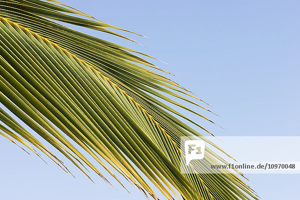 Niedriger Blickwinkel auf ein Palmenblatt vor blauem Himmel; Waikaloa  Insel Hawaii  Hawaii  Vereinigte Staaten von Amerika'.