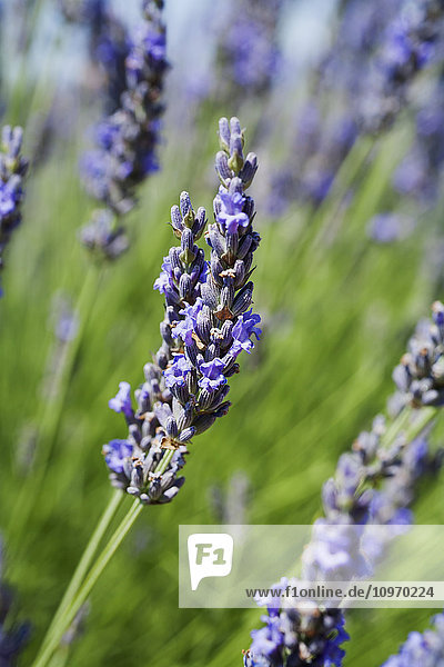 Lavendelstränge; Provence  Frankreich .