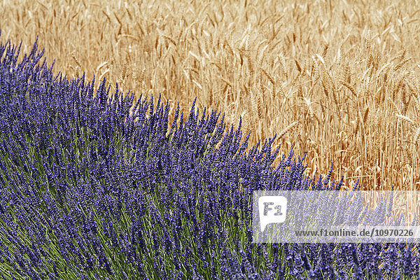 Lavendel vor einem Weizenfeld; Provence  Frankreich'.