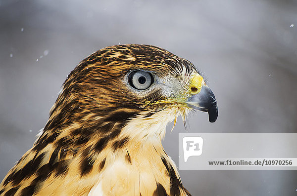 'Red-tailed Hawk (Buteo jamaicensis)  Ecomuseum; Ste-Anne-de-Bellevue  Quebec  Canada'