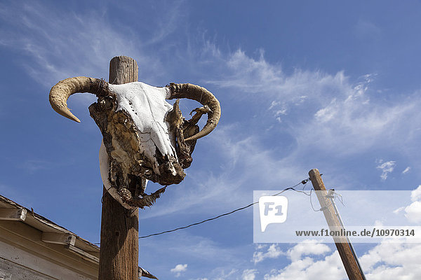 Ein Schafsschädel auf der Route 66 bei Seligman; Arizona  Vereinigte Staaten von Amerika'.