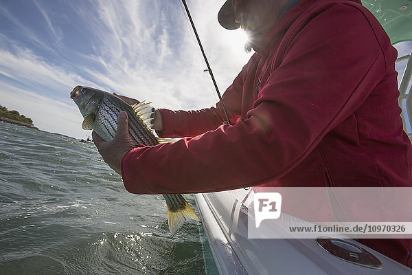 Ein Mann hält Fische von der Kante eines Bootes an der Atlantikküste; Cape Cod  Massachusetts  Vereinigte Staaten von Amerika'.