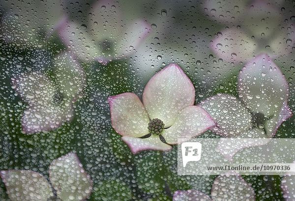 'Raindrops on glass with a view of pink dogwood blossoms; British Columbia  Canada'