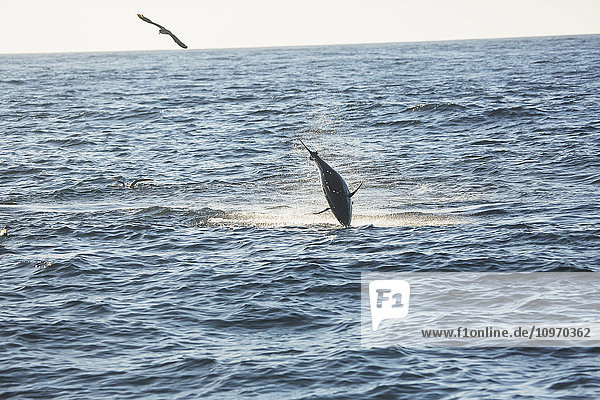 Ein Fisch  der aus dem Wasser springt und ein Vogel  der über die Oberfläche des Atlantischen Ozeans fliegt; Cape Cod  Massachusetts  Vereinigte Staaten von Amerika'.