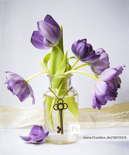 Lila Tulpen in einer Vase mit einem antiken Schlüssel  der anmutig um die Vase hängt; Chilliwack  British Columbia  Kanada'.