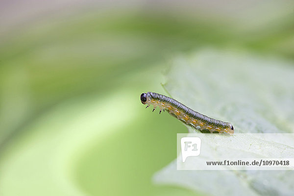 Macro of a small green caterpillar crawling on the edge of a leaf  Palmer  Southcentral Alaska  summer