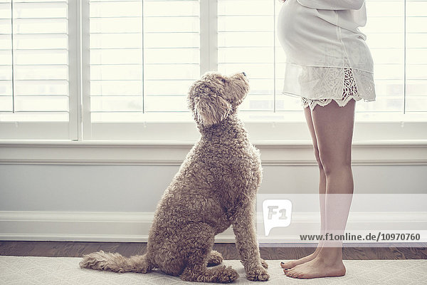 Profil eines sitzenden Hundes  der zu einer schwangeren barfüßigen Frau vor einem Fenster aufschaut; Toronto  Ontario  Kanada'.