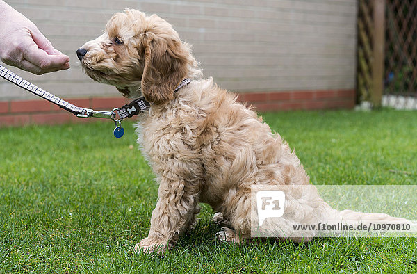 Die Hand des Besitzers bietet einem Hund ein Leckerli an  wenn er sitzt; South Shields  Tyne and Wear  England'.