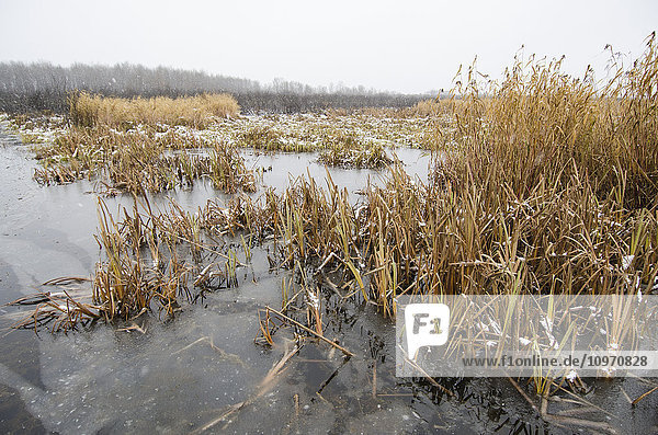 Bewölkter Blick auf einen See mit im Wintereis gefrorenem Schilf; Cumberland House  Saskatchewan  Kanada .