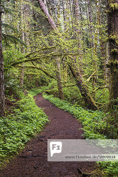 Der Weg führt zum Gipfel des Saddle Mountain; Hamlet  Oregon  Vereinigte Staaten von Amerika'.