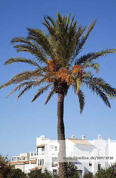 Eine Palme vor einem blauen Himmel mit weiß getünchten Gebäuden  in der Nähe von Chiclana de la Frontera; Andalusien  Spanien'.