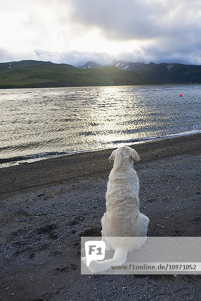 'A Dog On A Beach Watching The Sunset; False Pass  Alaska  United States Of America'