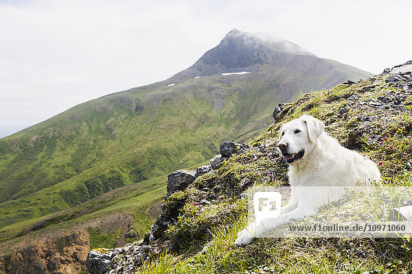 'A Dog Takes A Rest On A Hillside; False Pass  Southwest Alaska  United States Of America'