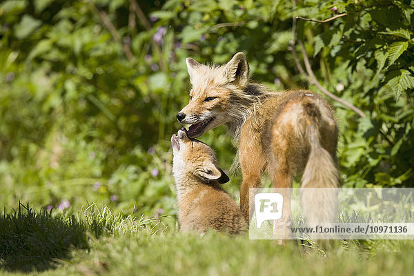 'A Red Fox (Vulpes Vulpes) With One Of Her Pups Near A Fishcamp On The Alaska Peninsula; False Pass  Southwest Alaska  United States Of America'