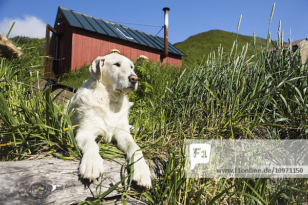 'A Dog Rests In The Tall Grass At A Fish Farm; False Pass  Alaska  United States Of America'