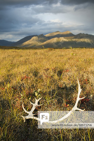 'Antlers On The Grass In Brooks Range  Gates Of The Arctic National Park In Northwestern Alaska; Alaska  United States Of America'