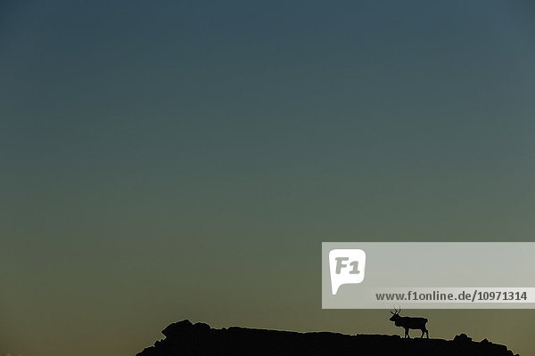 'Silhouette Of A Solitary Reindeer Standing On A Rock At Sunset; Eastern Iceland'