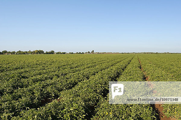 Agriculture - Field of healthy processing tomatoes in mid summer / near Crows Landing  San Joaquin Valley  California  USA.