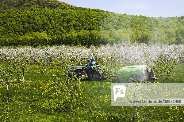 Spraying an apple orchard; St. Paul D'abbotsford  Quebec  Canada