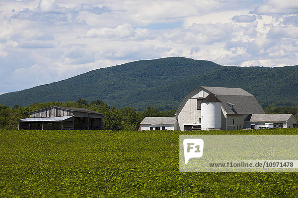 Barn and shed with soya bean field in foreground; Bromont  Quebec  Canada
