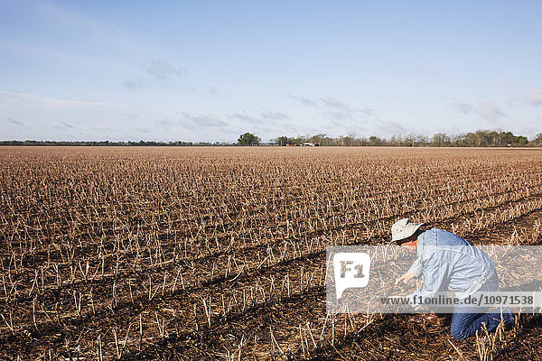 Landwirt (Ernteberater) überprüft verrottende Maisreste in einem Baumwollstoppelfeld; England  Arkansas  Vereinigte Staaten von Amerika