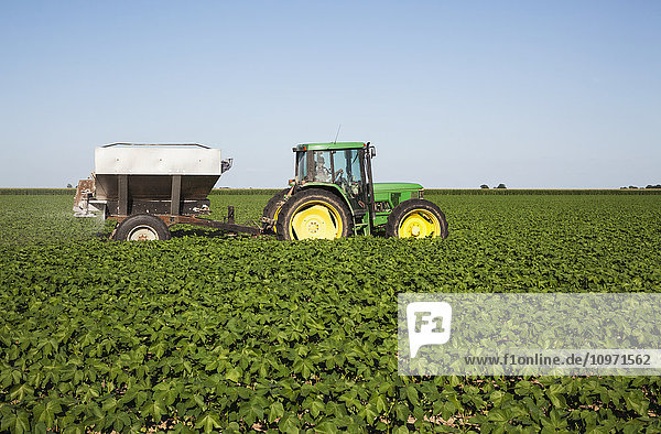 Tractor-pulled bulk fertilizer application broadcasting urea fertilizer (source of nitrogen) on no till cotton in peak of fruit setting stage; England  Arkansas  United States of America
