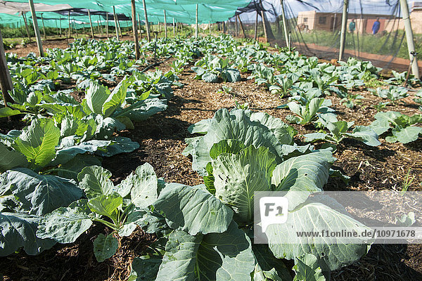 Kohlpflanzen  die unter einer Abdeckung auf einer Farm wachsen; Soweto  Gauteng  Südafrika